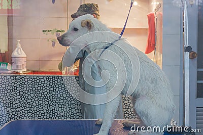 24,Dec,2015, China,Chongqi. vet help taking shower for a Sad white stray street dog Editorial Stock Photo