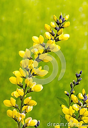 Decadence Lemon Meringue blooms in Spring Stock Photo