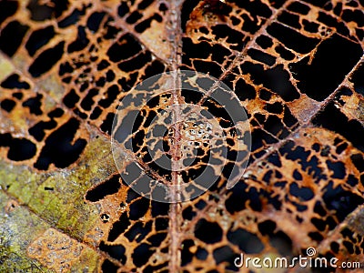 Decay Royalty Free Stock Photo - Image: 7537005