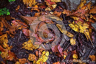 Decayed fallen colorful dried leaves on ground in forest Stock Photo