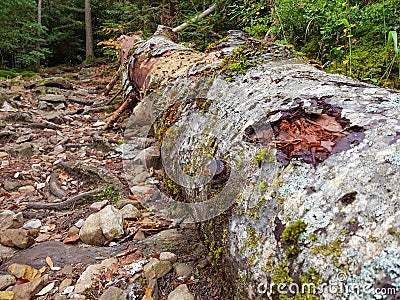 Decayed fallen tree laying on grass in Ordesa y Monte Perdido National Park, Huesca. Spain Stock Photo