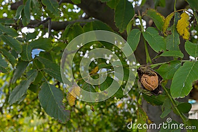 Decayed fruit cover of Walnut revealing a wrinkly hard shell see Stock Photo