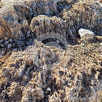 Decayed Water Logged Tree Stump Stock Photo