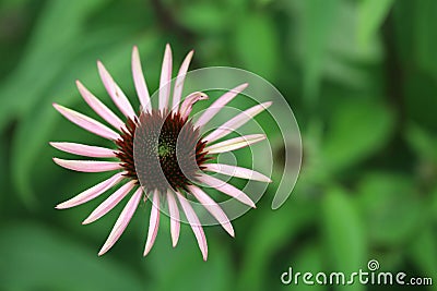 Decaying Beauty Stock Photo