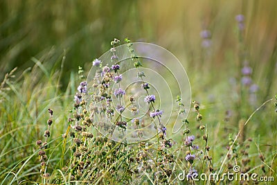 Decaying broadleaved lavender in a green field Stock Photo