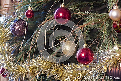 Decaying Christmas tree with dropped needles 2 Stock Photo