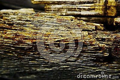 Decaying wood Stock Photo