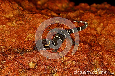 Deccan Banded Gecko, Cyrtodactylus deccanensis at Amboli Ghats, Stock Photo