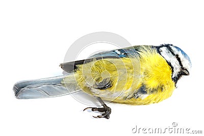 Deceased blue tit Stock Photo