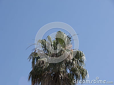 Deceased coconut palm tree krone with dry green wedge shaped leaves side view Stock Photo