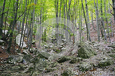 Decidous forest in the Cernei Mountains, Romania. Stock Photo
