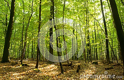 Deciduous forest Stock Photo