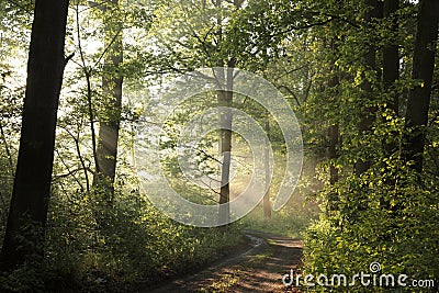 deciduous forest on a misty morning dirt road trough the spring during sunrise mist over trees Stock Photo