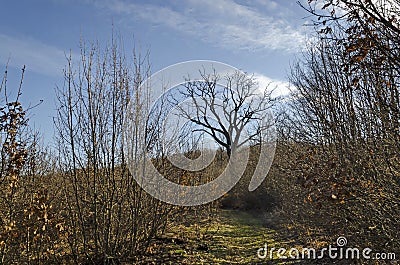 Deciduous forest, part of the plateau above Demir Baba Teke, cult monument honored by both Christians and Muslims in winter Stock Photo