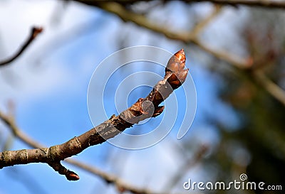 Deciduous horse chestnut tree The buds are large and sticky. The leaves are axillary, palmately folded, five to sevenfold, long pe Stock Photo