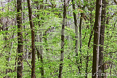 Deciduous (leaf) forest depths Stock Photo