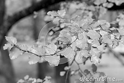 Deciduous leaves of a native tree. Stock Photo