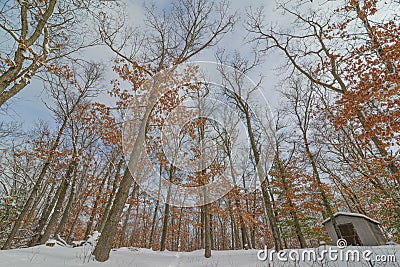 Deciduous tree forest in the winter near Governor Knowles State Forest in Northern Wisconsin - ground looking up to the trees and Stock Photo