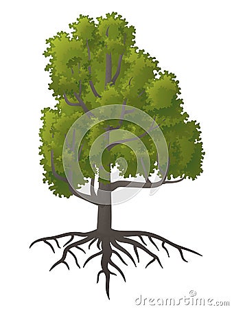 Deciduous tree Vector Illustration