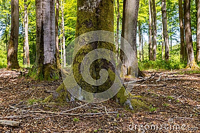 Deciduous tree trunk. Beech tree bark in a deciduous forest Stock Photo