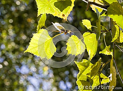 deciduous trees in the autumn Stock Photo