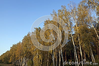 deciduous trees in the autumn Stock Photo