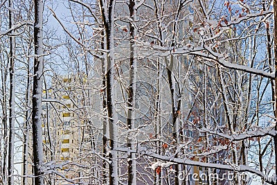 Deciduous trees covered with snow against the apartment building Stock Photo