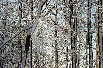 Deciduous trees covered with snow against the apartment building Stock Photo