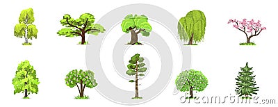 Deciduous trees in four seasons - spring, summer, autumn, winter. Nature and ecology. Green trees vector illustration. Vector Illustration