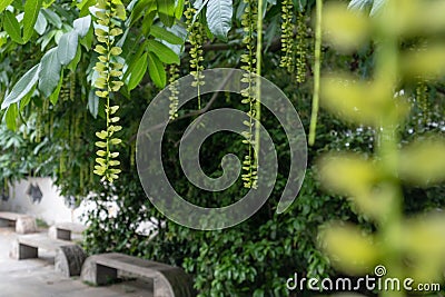 Pterocarya stenoptera C. DC Stock Photo