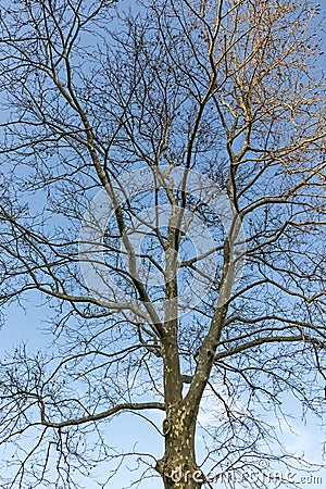 Deciduous trees in winter season in nature Stock Photo