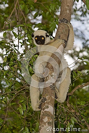 Decken's Sifaka Stock Photo