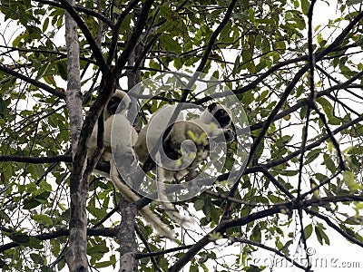 Decken`s Sifaka, Propithecus deckenii, sits high in the branches and feeds on leaves. Cingà­ Bemaraha. Madagascar Stock Photo