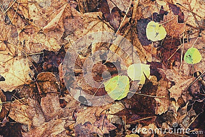 Decomposing Fall Leaves - Vintage, Faded Stock Photo