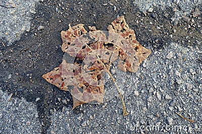 Decomposing Brown Leaf on Pavement Stock Photo