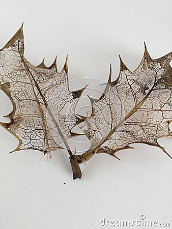 Delicate filigree veins of decomposed leaves Stock Photo