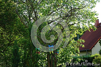 Decor in the form of multi-colored bows on a tree in June in the garden. Berlin, Germany Stock Photo