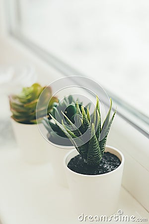 Decor house plants on the windowsill Stock Photo