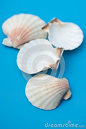 Decor seashell Stock Photo