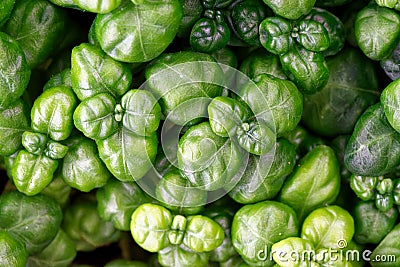 Decorate botany plant leaf detail abstract Stock Photo