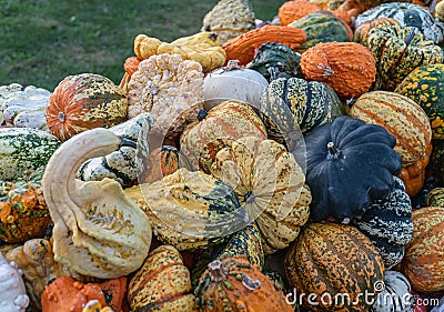 Decorate Heirloom Gourds & Pumpkins Stock Photo