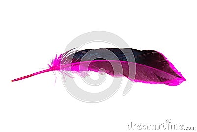 Decorated bird elegant feather isolated on the white background Stock Photo