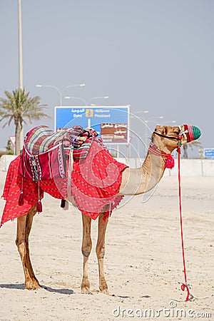 Decorated camel on Qatar desert Stock Photo