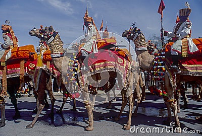 Decorated colorful camels in line for procession Editorial Stock Photo