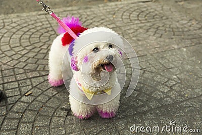 Decorated dog Stock Photo