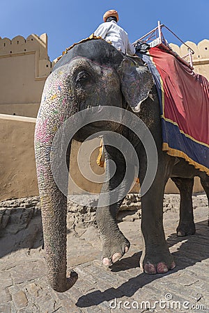 Decorated elephants ride tourists on the road on Amber Fort in Jaipur, Rajasthan, India Editorial Stock Photo