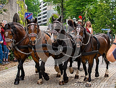 Decorated horse team at a parade in Garmisch-Partenkirchen, Garmisch-Partenkirchen, Germany - May 20. Editorial Stock Photo