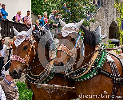 Decorated horse team at a parade in Garmisch-Partenkirchen, Garmisch-Partenkirchen, Germany - May 20. Editorial Stock Photo