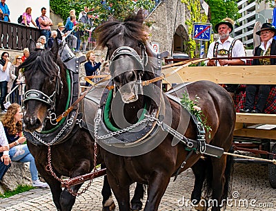 Decorated horse team at a parade in Garmisch-Partenkirchen, Garmisch-Partenkirchen, Germany - May 20. Editorial Stock Photo