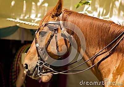 Decorated horse/unicorn at faerie festival Stock Photo